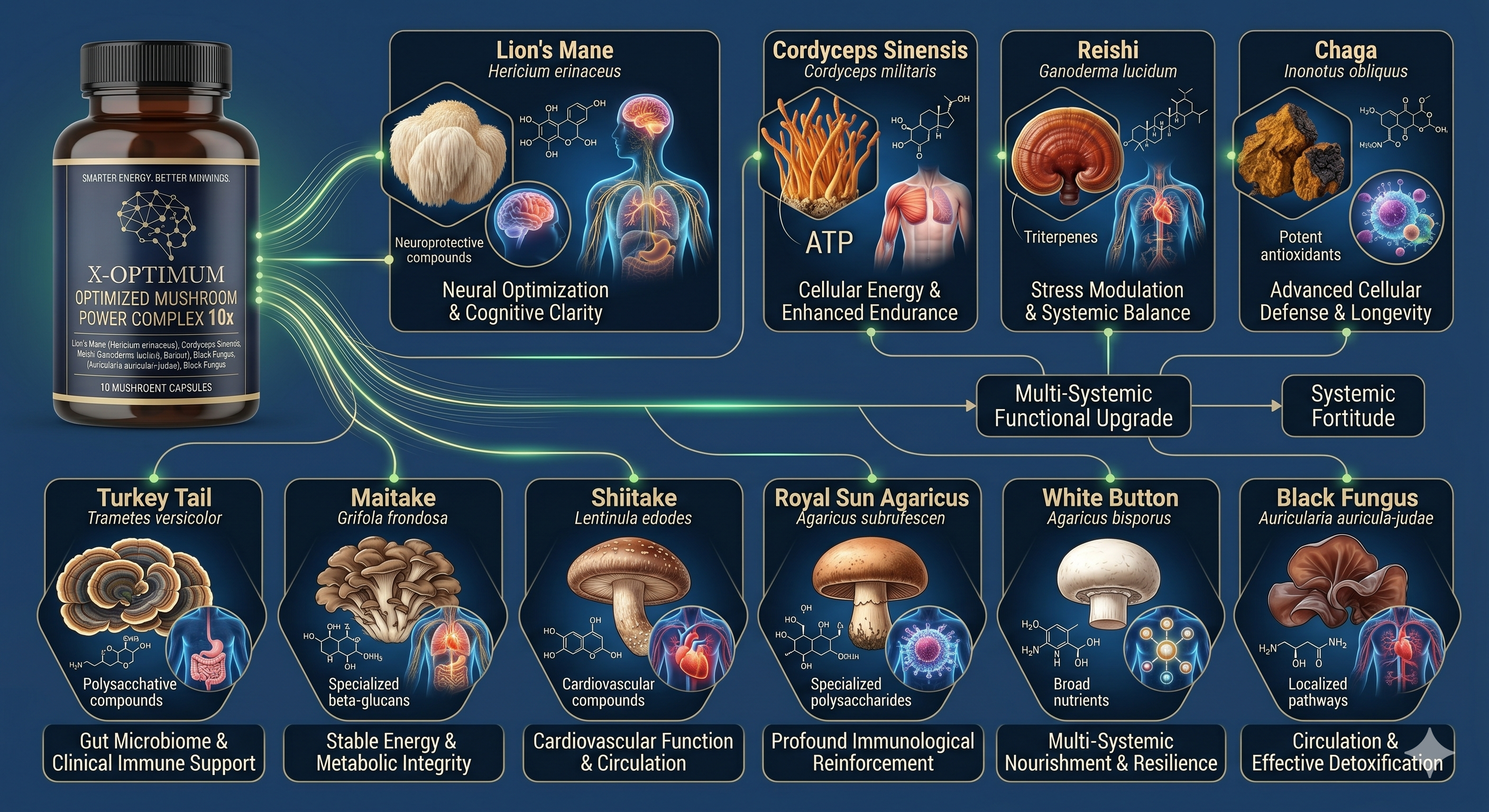 The Ultimate Systemic Upgrade: Why You Need a 10-Mushroom Protocol